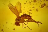 Detailed Fossil Fly, Caddisfly and Crane Fly in Baltic Amber #200051-3